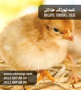 فروش جوجه گوشتی مرغ پرور اراک